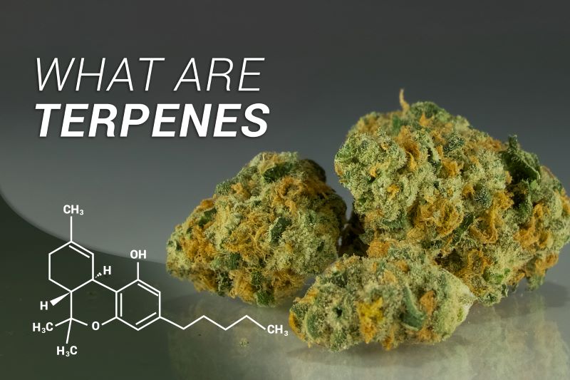 What are Terpenes from cannabis including organic compounds. Blog about terpenes