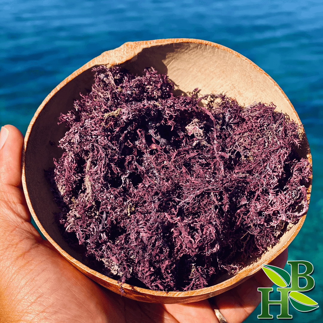 Purple Irish Sea Moss near me, Purple Irish Sea Moss in Florida at Yoga Smokes, Yoga Smokes