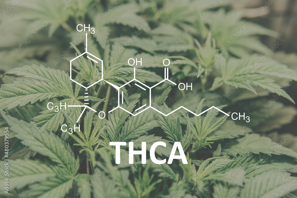 THC-A Flower found in pre-rolls, gummies, flower and more