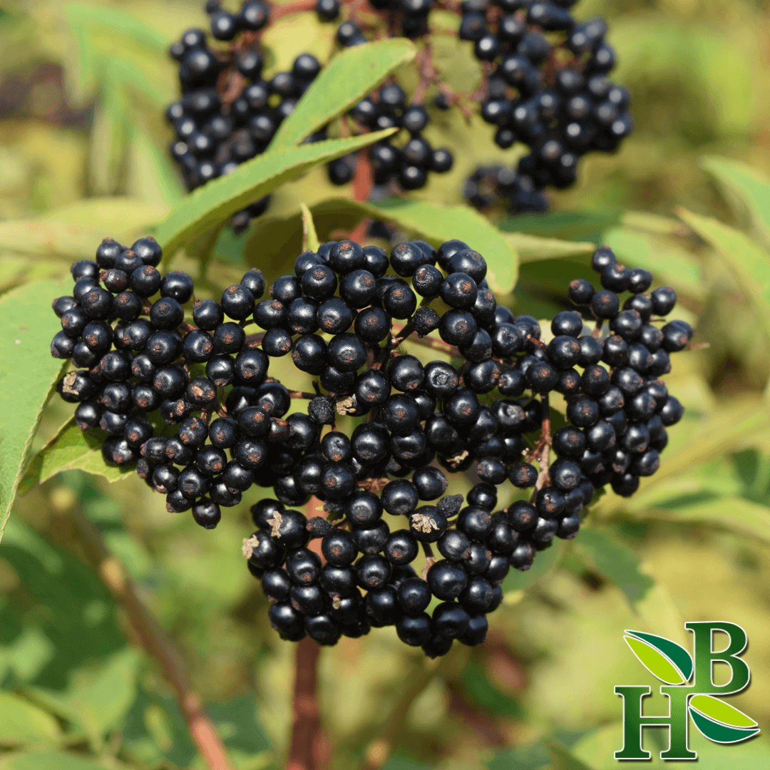 Herb To Body - Organic Elderberry Whole 4oz, yoga smokes smoke shop, dispensary, local dispensary, smoke shop near me, smokeshop near me, port st lucie smoke shop, smoke shop in port st lucie, smoke shop in port saint lucie, smoke shop in florida, Yoga Smokes, , Buy RAW Rolling Papers USA, what time does the smoke shop close, smoke shop open near me, 24 hour smoke shop near me, online smoke shop